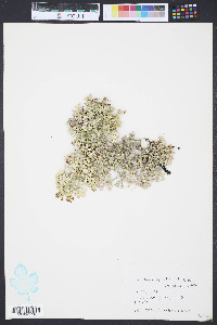 Halimeda opuntia image