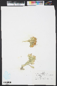 Halimeda incrassata image