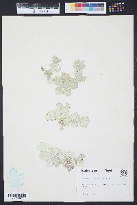 Halimeda discoidea image