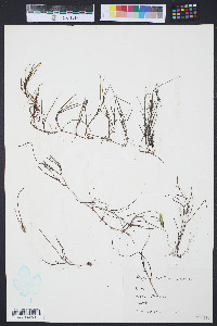 Ruppia maritima image
