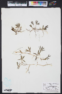 Halophila engelmannii image
