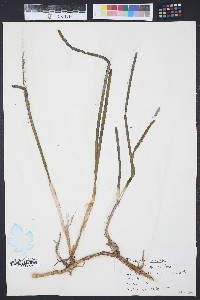 Thalassia testudinum image