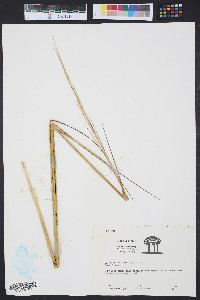 Spartina alterniflora image