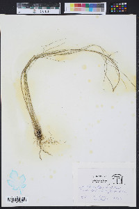 Spartina patens image