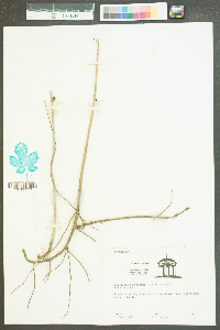 Borrichia frutescens image