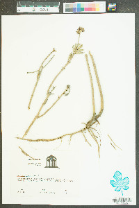 Borrichia frutescens image