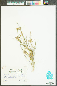 Borrichia frutescens image