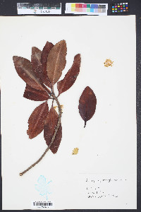 Rhizophora mangle image