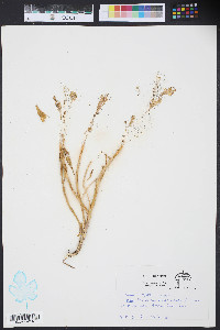 Cakile harperi image