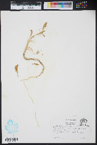 Cakile harperi image