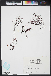 Media resource of Gracilaria foliifera