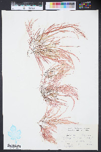 Grateloupia filicina image