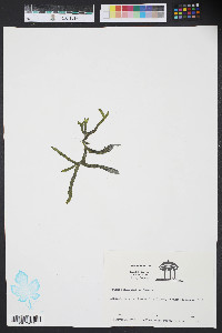 Codium isthmocladum image