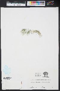 Cladophora glaucescens image
