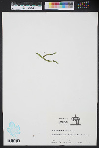Codium decorticatum image