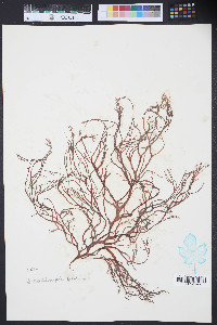 Grateloupia filicina image