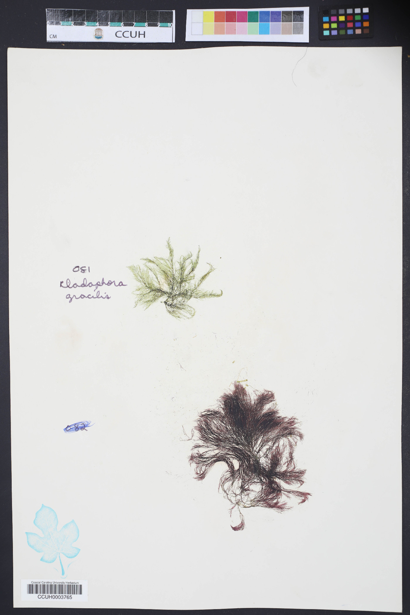 Cladophora gracilis image