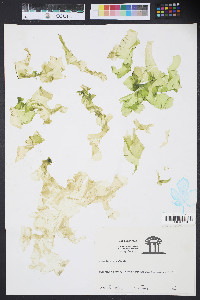 Ulva fasciata image