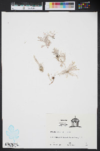 Corallina officinalis image
