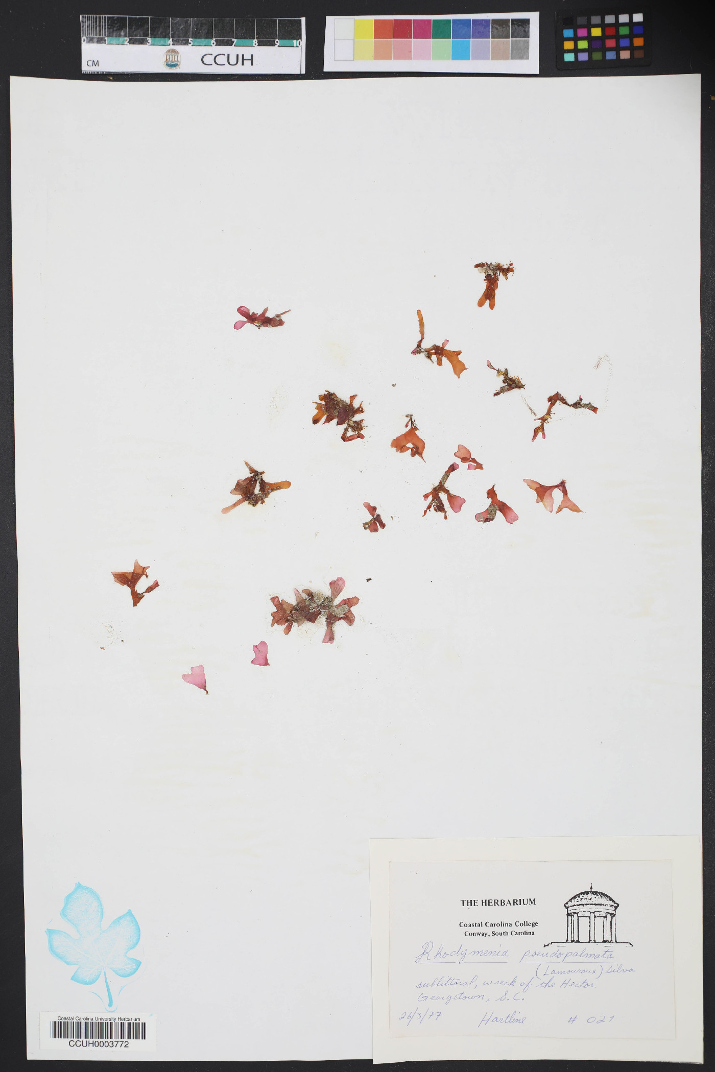 Rhodymenia pseudopalmata image