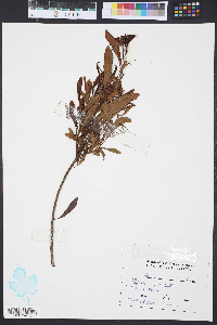 Myrica cerifera image