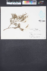 Juniperus silicicola image