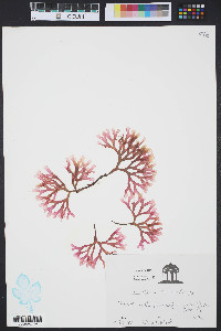Media resource of Gracilaria mammillaris