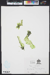 Media resource of Ulva rotundata