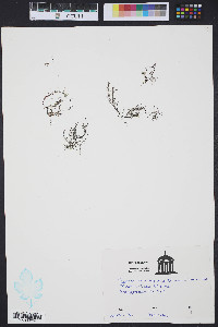 Image of Hypnea musciformis