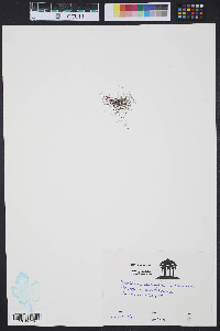 Gelidium corneum image