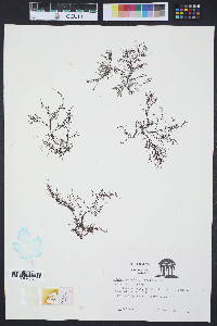 Image of Hypnea cornuta