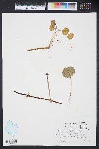 Hydrocotyle bonariensis image