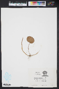 Hydrocotyle bonariensis image