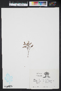 Limonium carolinianum image