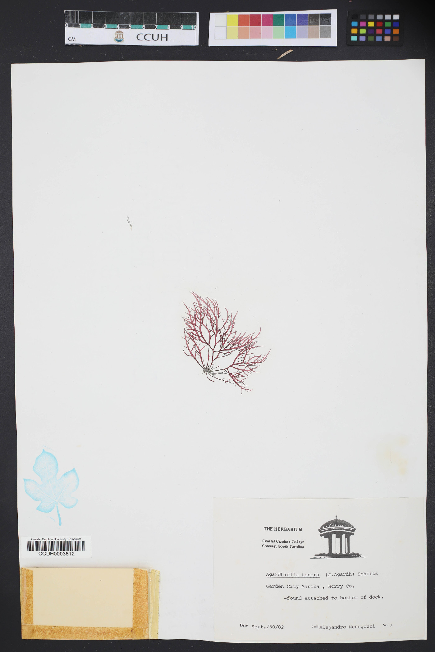 Agardhiella tenera image