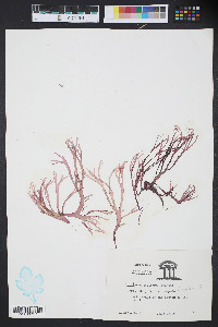 Gracilaria foliifera image