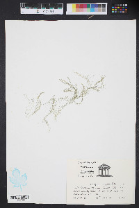 Bryopsis hypnoides image