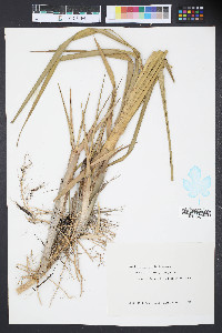 Spartina alterniflora image