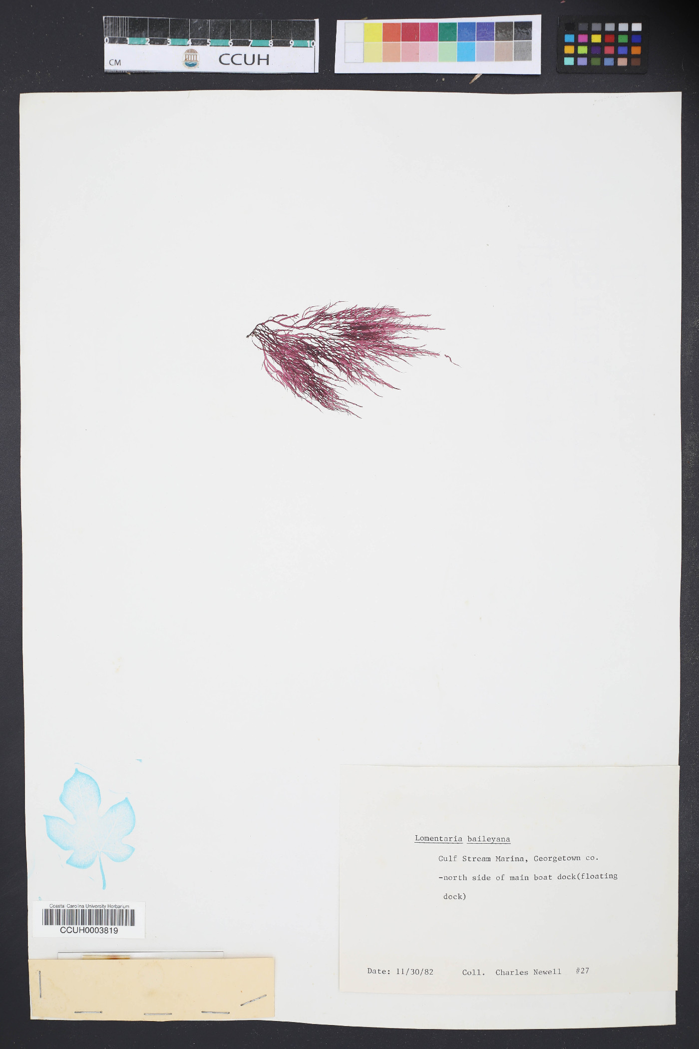 Lomentaria baileyana image