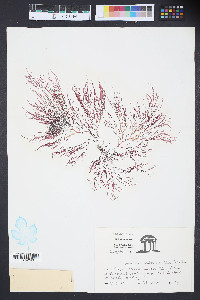 Media resource of Lomentaria baileyana