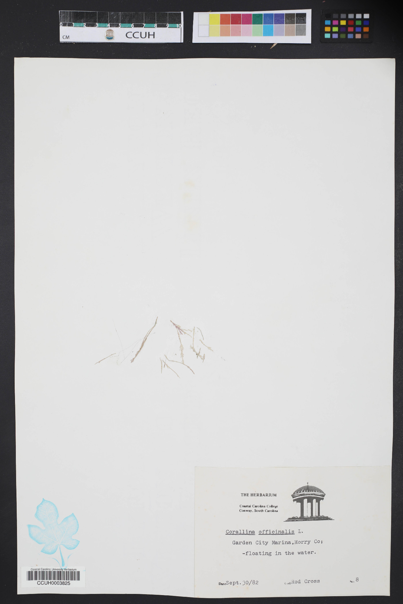 Corallina officinalis image