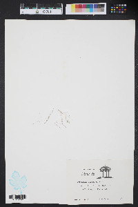 Corallina officinalis image