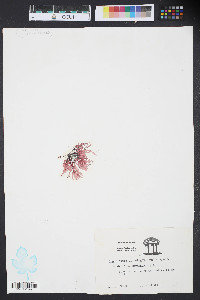Grateloupia filicina image