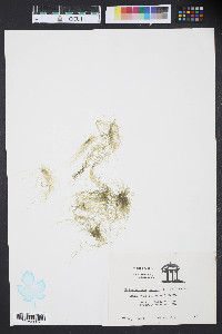 Enteromorpha compressa image