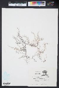 Gelidium corneum image