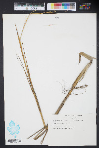 Spartina alterniflora image