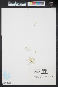 Enteromorpha compressa image