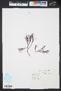 Gracilaria foliifera image