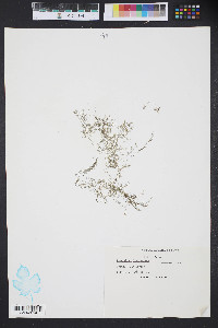 Cladophora glaucescens image