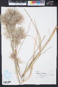 Spartina patens image
